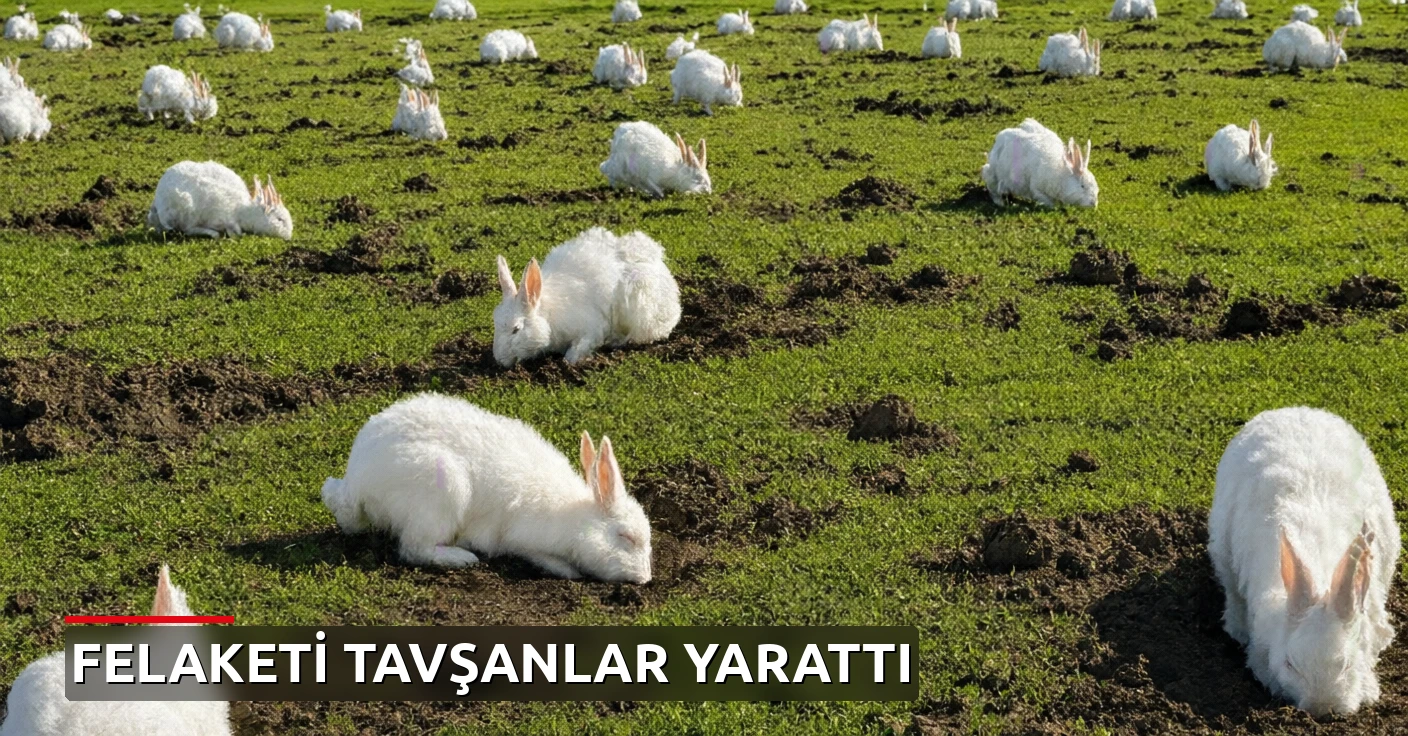 Doğaya saldıkları tavşanlar Avustralya'da büyük felakete yol açtı