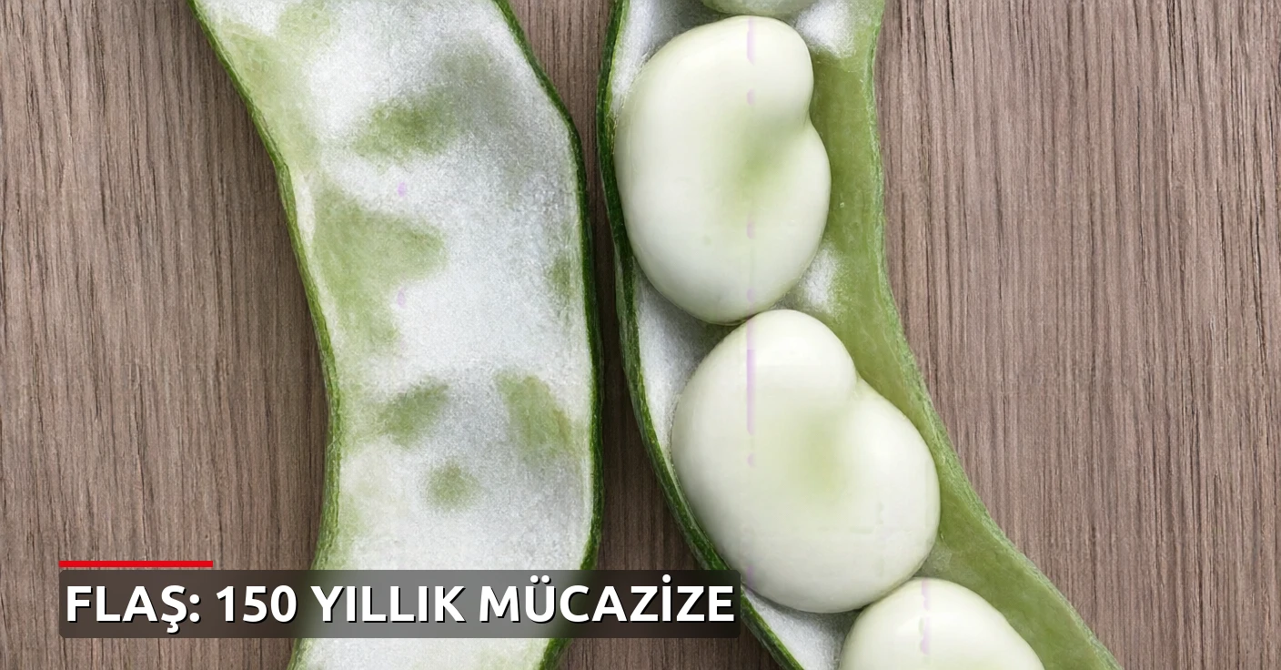150 Yıldır Aynı Tohumla Yetiştirdiler: İmkansız Başarı Tescillendi