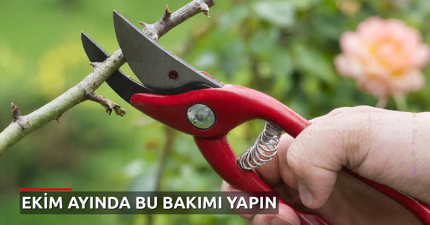 Ekim ayında mutlaka budamanız gereken 13 bitki ve çalı türü