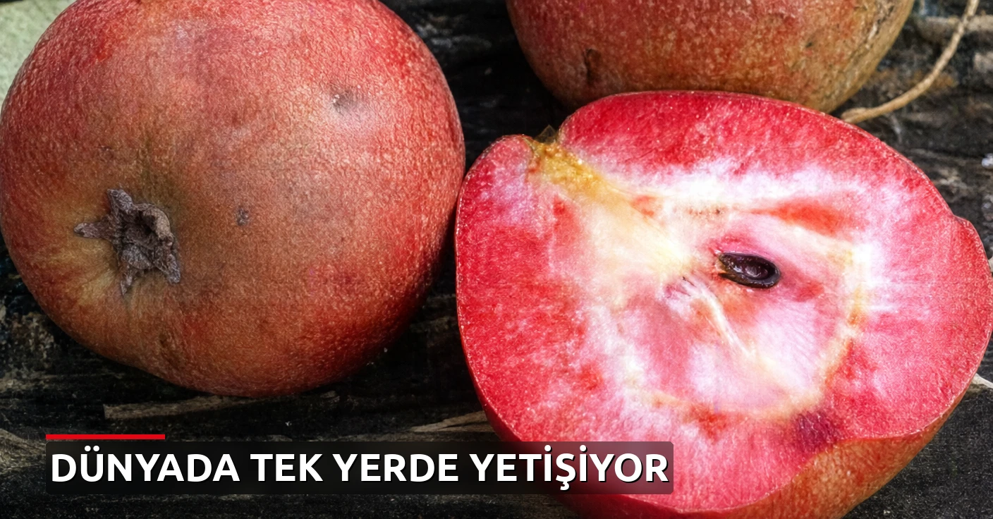 Kesince kırmızı, başka toprakta bembeyaz oluyor: Parayla bile satın alınamıyor
