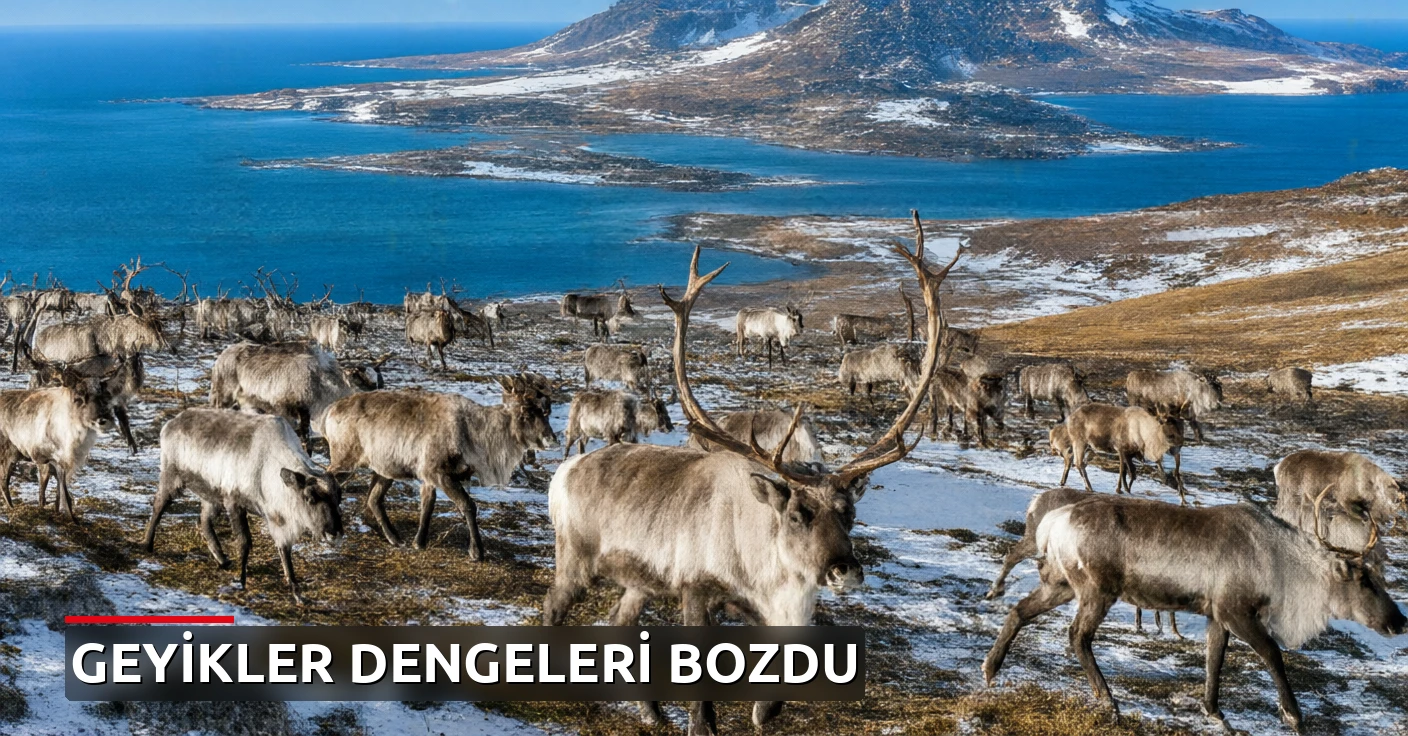 Adaya bırakılan 29 ren geyiği 20 yılda 6 bine ulaştı, ardından nüfus çöktü