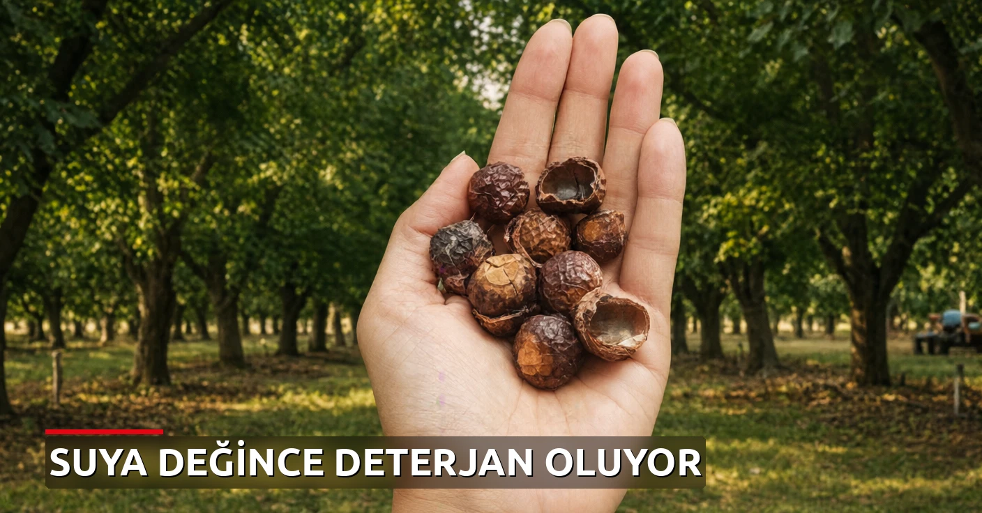Suya değdiği anda deterjana dönüşen sabun cevizi: 1 kez ekip 90 yıl hasat