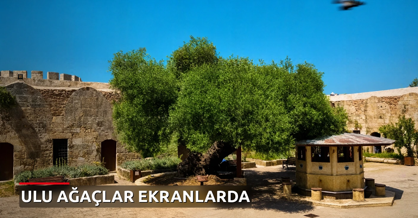 Türkiye'nin Anıt Ağaçları Ekranlara Geliyor
