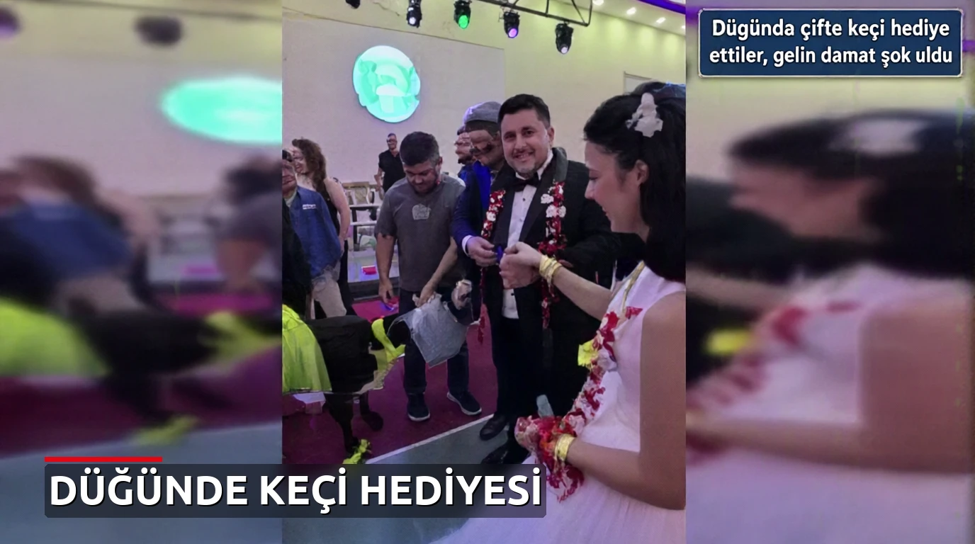 Düğünde çifte keçi hediye ettiler, gelin damat şok oldu