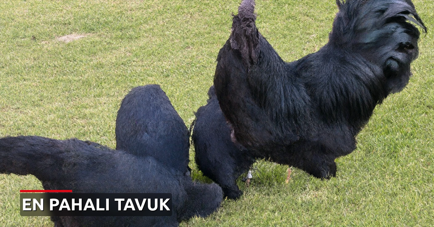 Kuşların Rolls-Royce'u: Dünyanın en pahalı tavuğu Ayam Cemani