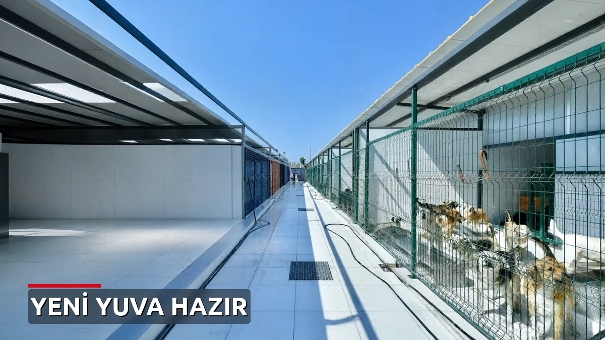 Fatih'te Sokak Hayvanlarına Modern Yuva: Yedikule Hayvan Bakımevi 5 Etapta Yenileniyor