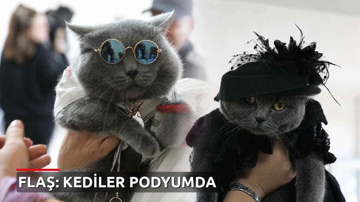 Tokat'ta Kediler Podyumda: 'En Süslüsü' ve 'En Bakımlısı' Belli Oldu