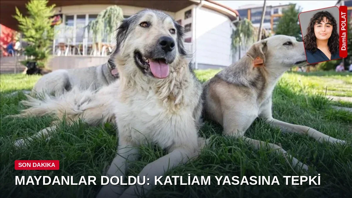 4 Ekim Dünya Hayvanları Koruma Günü'nde 'Katliam Yasası'na Büyük Tepki