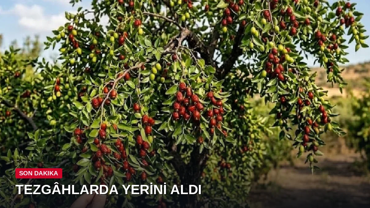 Sonbaharın özel meyvesi pazar tezgâhlarında: Kilosu 300 liraya çıktı