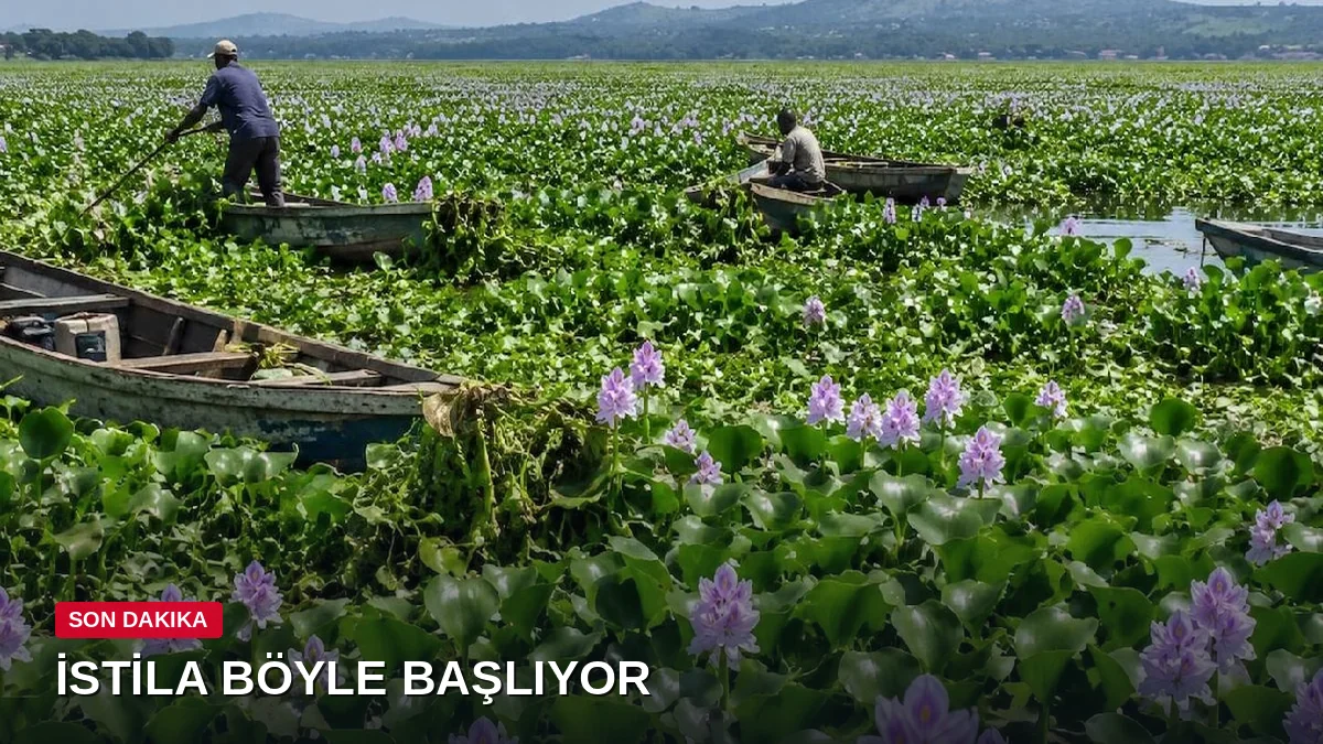 Afrika'nın dev gölünü istila etti: Süs için taşınan çiçek felakete dönüştü