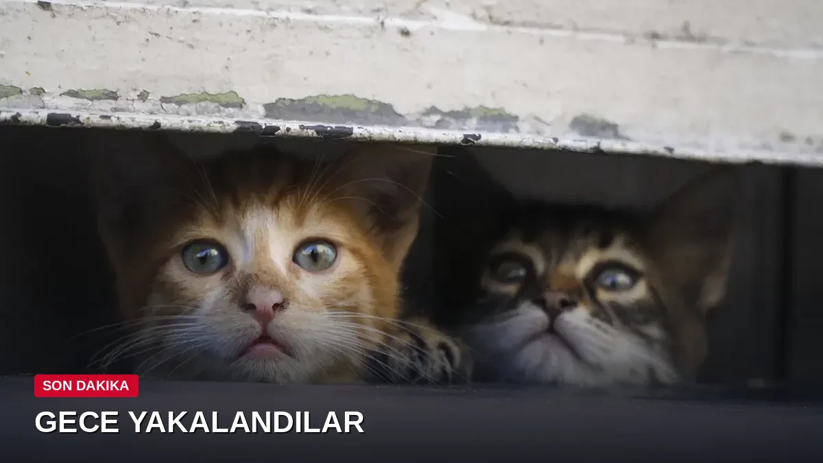 Yemek İçin 2 Bin 700 Kedi Çalan Çete Gece Operasyonuyla Çökertildi