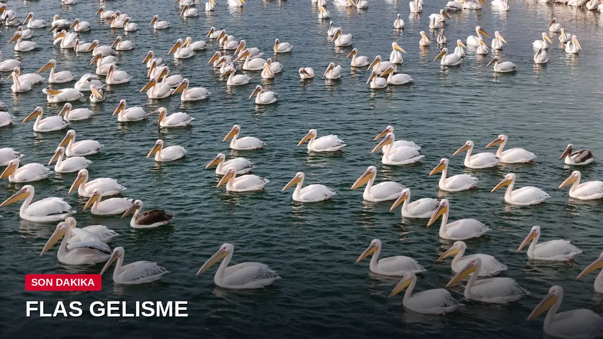 Yüzlercesi bir arada! Gödet Barajı pelikanlar ile şenlendi