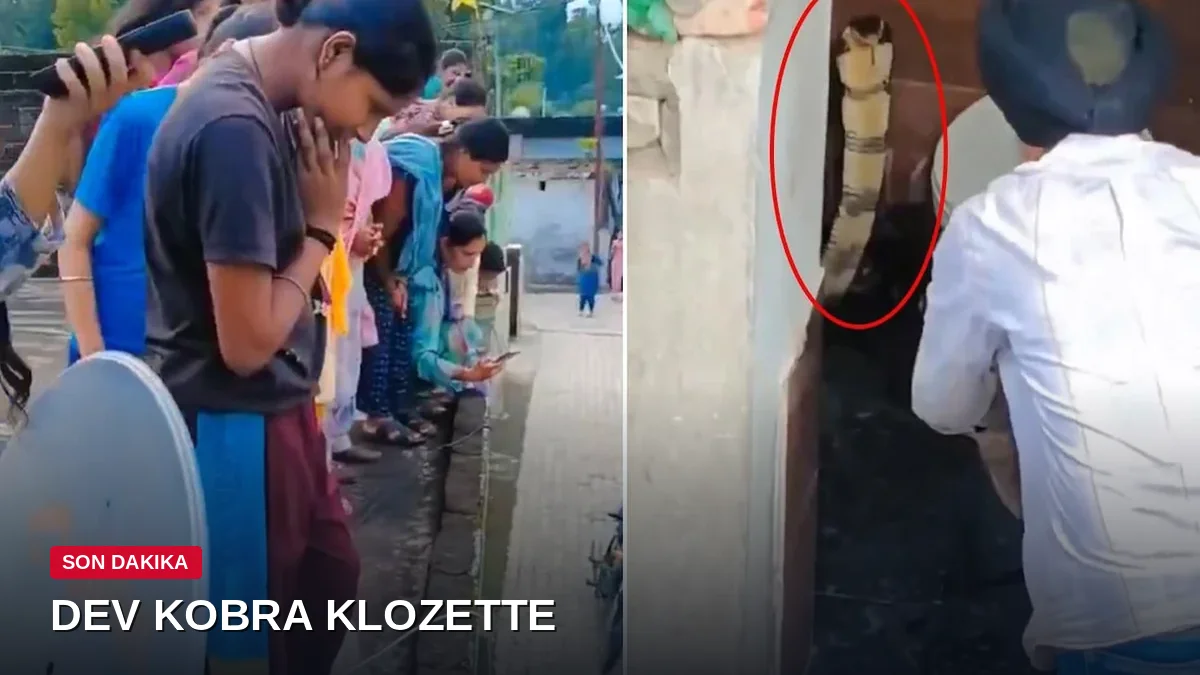 Tuvalette dev kobra şoku: Klozetin içinden çıktı, herkesi büyüledi