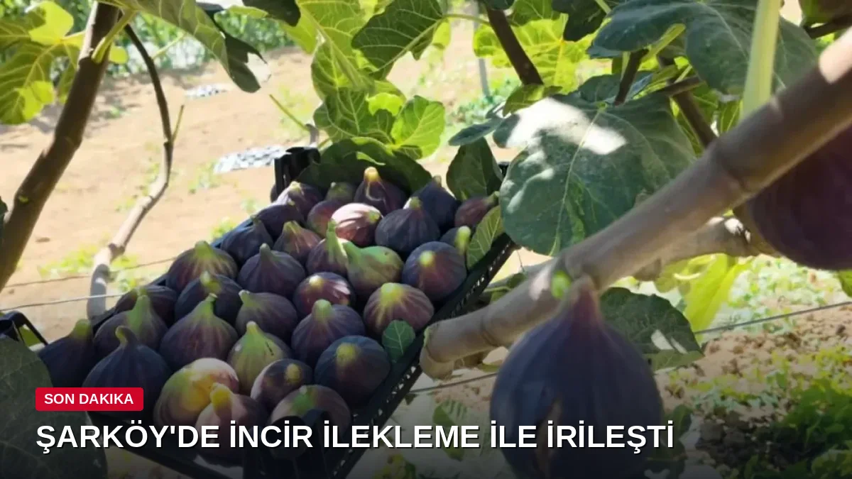 Bursa ve İzmir'de gördü, Tekirdağ'da bahçesinde uyguladı: İncirler irileşti, meyve tutumu arttı