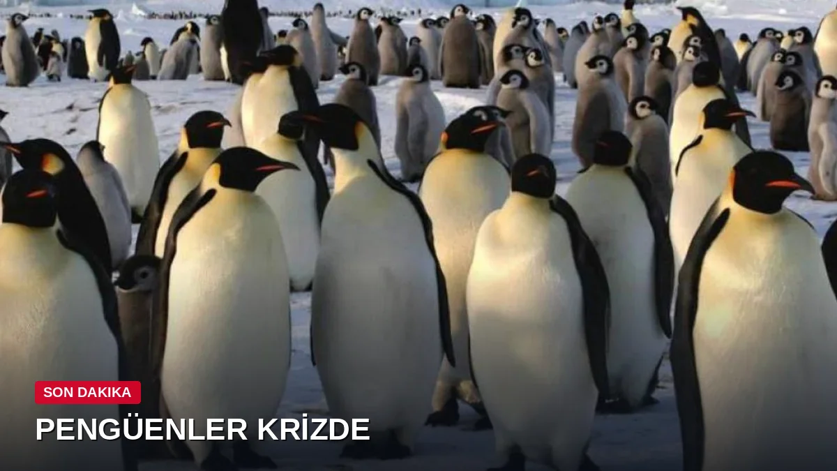 Antarktika'da penguen nüfusu alarm veriyor: Dünyanın en büyük kolonisi unvanını kaybetti