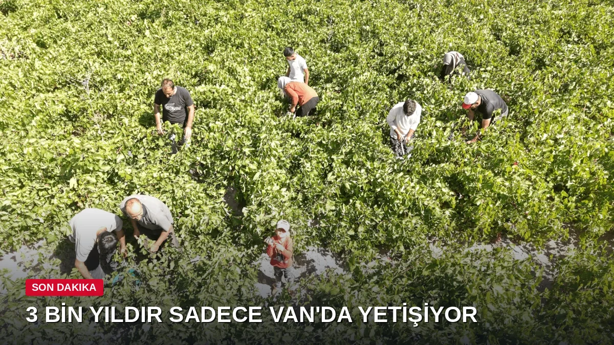 3 bin yıllık sırrı çözülemedi: Sadece Van'da yetişiyor, komşu ülkelere kapış kapış satılıyor