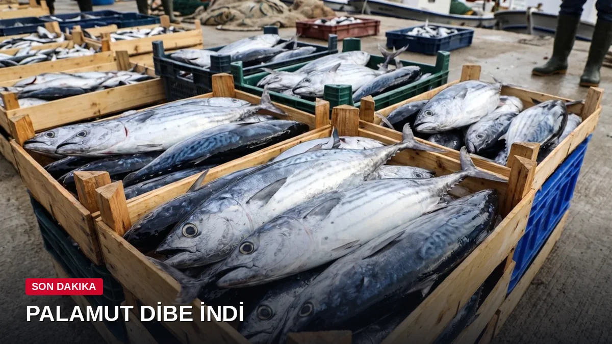 1 kasa palamut yarım kilo kıyma fiyatına indi – Fiyatlar adeta dibe vurdu