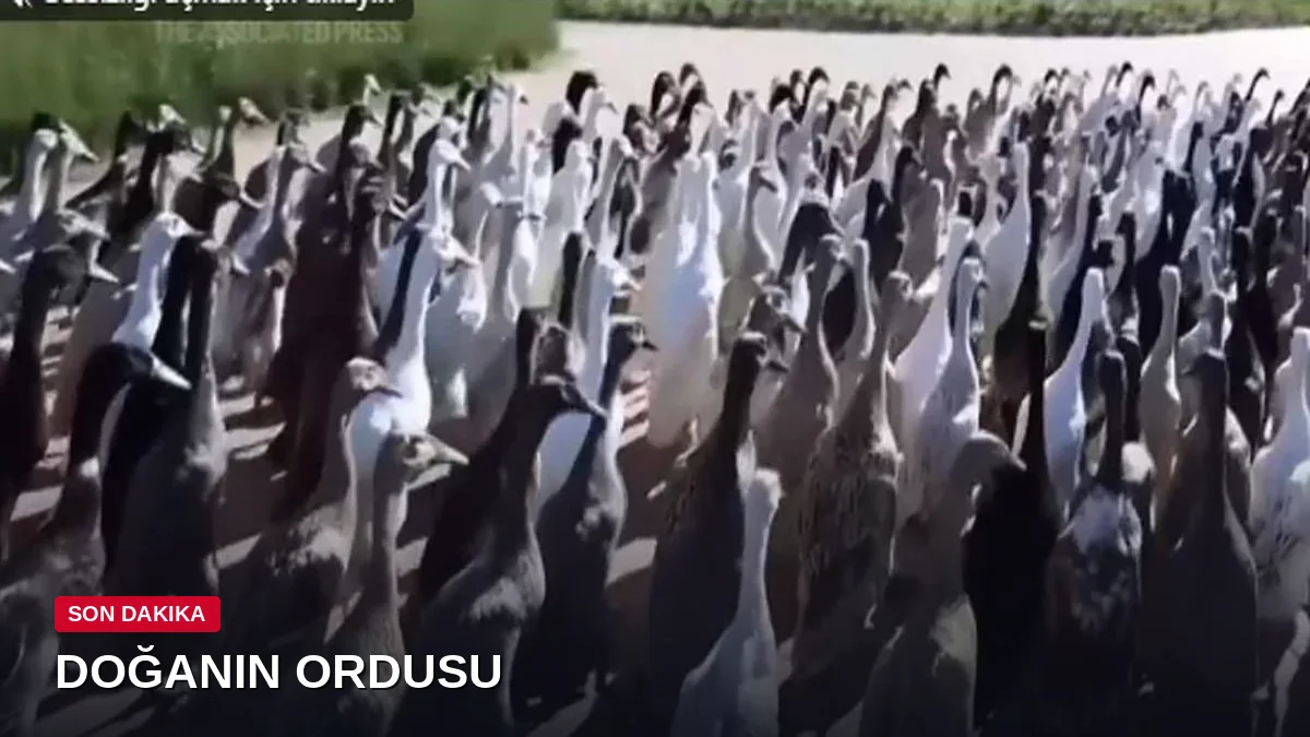 Görenler askeri tabur sanıyor ama binlerce ördek her sabah toplanıp işe gidiyor: Sebebi ise dâhice...