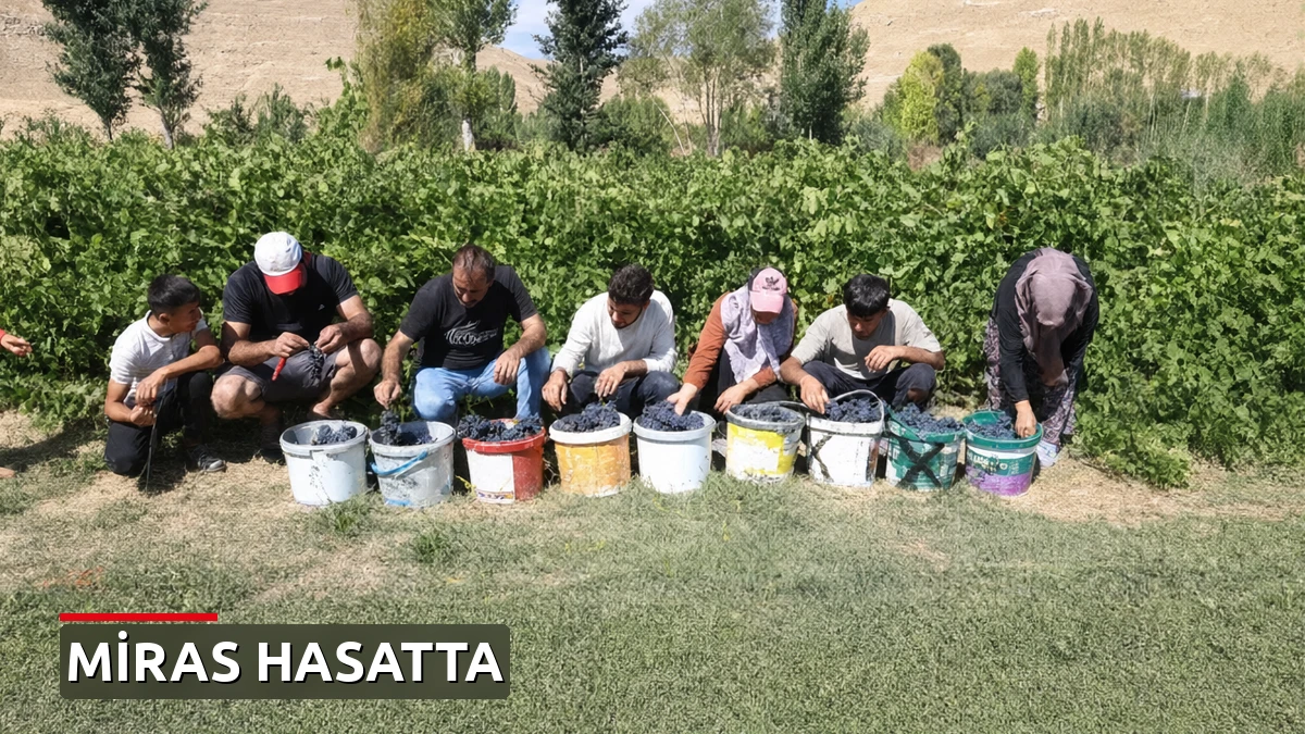 3 bin yıllık miras: Erciş karasında hasat heyecanı!