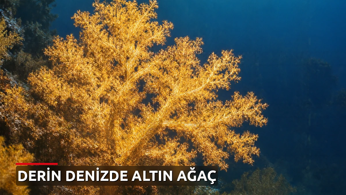 Denizin dibinde 'altın ağacı' bulundu: Yeni mercan ailesi tanımlandı