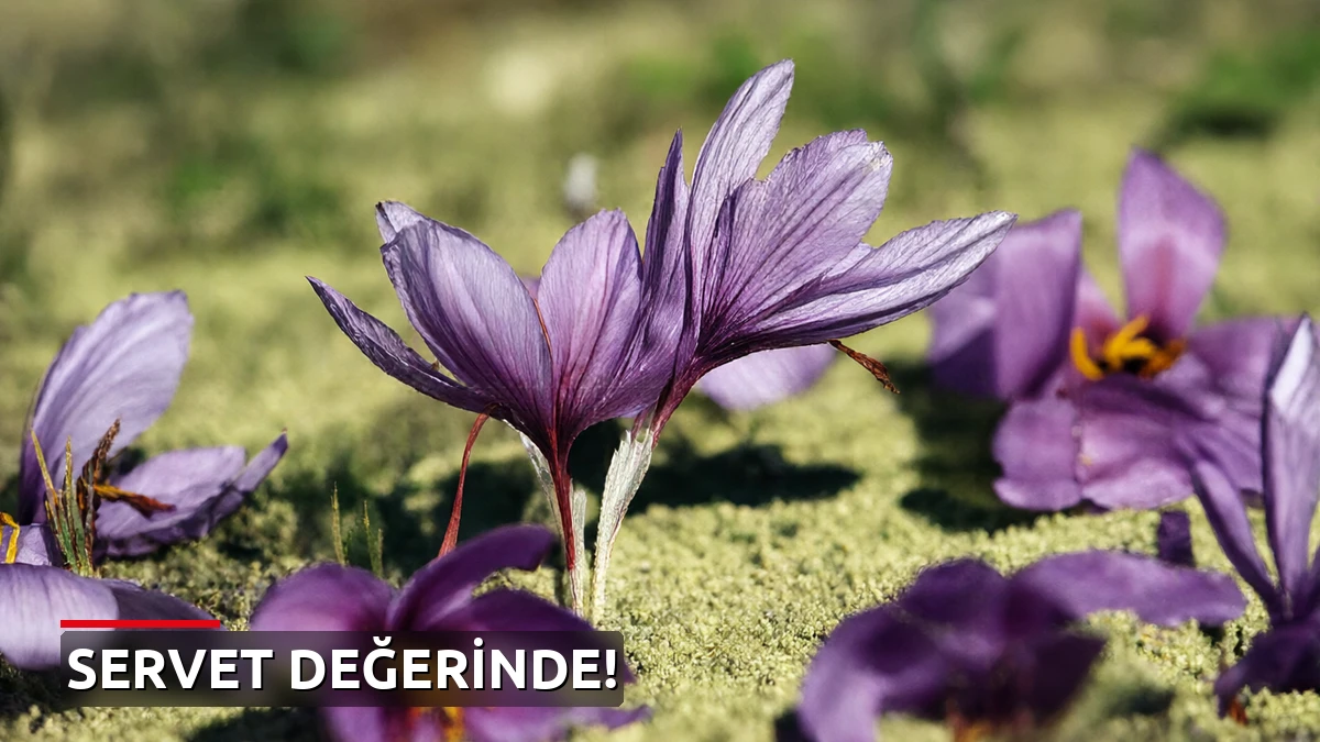 Kilosu servet değerinde! Tamı tamına 800 bin lira!